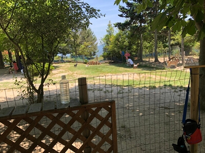 広島市東区にあるひろしま遊学の森ドッグラン